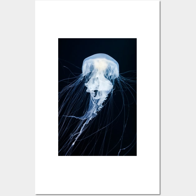 Egg-yolk jellyfish (C045/6860) Wall Art by SciencePhoto